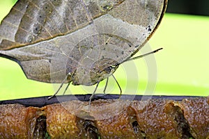 Leafwing Butterfly on a banana