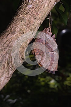 Leafwing butterfly bears