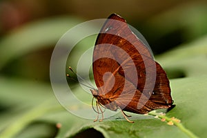 Leafwing Butterfly portrait.