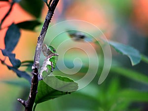 Leafworms that eat the leaves of the lime are a symbioses of parasitism.