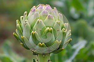 Leafy Artichoke plant. Generate Ai