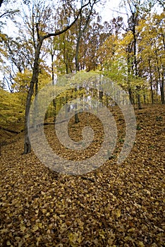 Leafy autumn forest