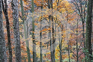 Leafy autumn trees in forest