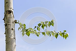 Leafy branch on birch tree