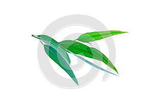 Leafy branches, eucalyptus, isolated on white background