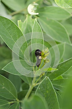 Bud of Pigeon Peas Plant Eaten By Caterpillar