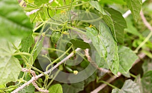 Leafy cucamelon vine with curly tendrils and developing fruits photo