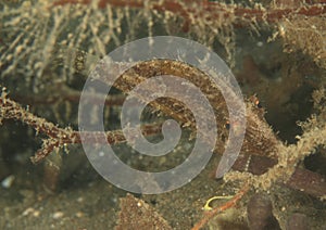 Leafy filefish