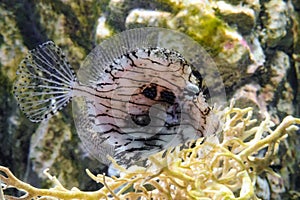 Leafy Filefish (Chaetodermis penicilligerus) swims in water