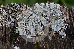 Leafy foliose lichen pattern on the wood