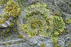 Leafy Foliose Lichens Growing on Ancient Stone