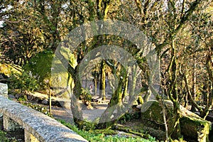 Leafy forest with colossal rock formations in Sanctuary of Penha in Guimaraes