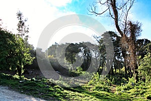 Leafy forest with colossal trees in Sintra Mountains