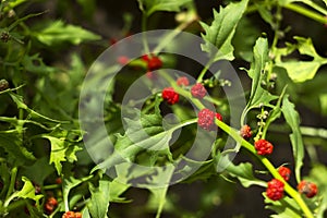 Leafy goosefoot Blitum virgatum syn. Chenopodium foliosum. Strawberry spinach is a exotic red berries with a green leaf.  Vegan