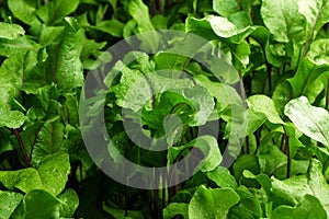 Leafy green background