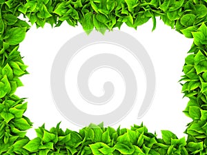 Leafy green border