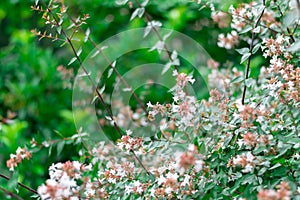 Leafy green bush with little white flowers