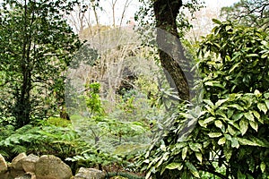 Leafy and green garden with big ferns in Sintra