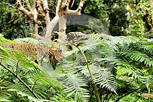 Leafy and green garden with big ferns in Sintra