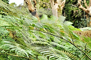Leafy and green garden with big ferns in Sintra