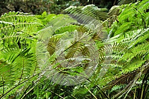 Leafy and green garden with big ferns in Sintra