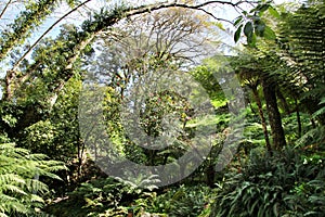 Leafy and green garden with big ferns in Sintra photo