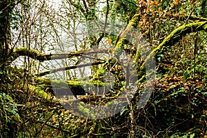 Leafy green and humid forest.