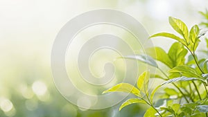 A leafy green plant with a bright green color green blurred background