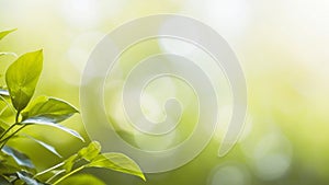 A leafy green plant with a bright green color green blurred background in subtle bokeh at back