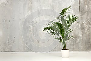 Leafy green potted Kentia palm against a gray wall