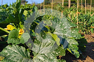 A leafy green squash plant is growing in a garden flowering courgette plants