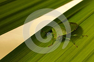 Leafy Green Stink Beetle Insect 03
