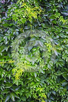 Leafy green texture. Virginia creeper or five leaves ivy climbing plant pattern. Parthenocissus quinquefolia Engelmannii