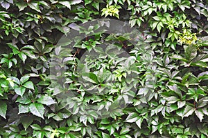 Leafy green texture. Virginia creeper or five leaves ivy climbing plant pattern. Parthenocissus quinquefolia Engelmannii