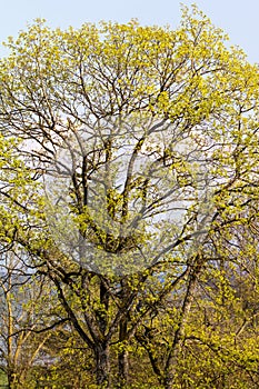 Leafy green tree