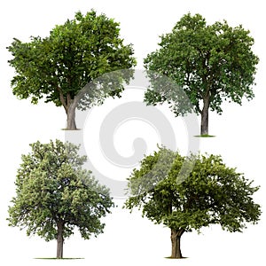 Leafy green trees photo