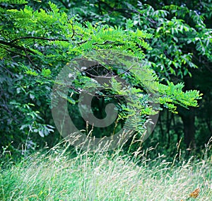 Leafy green trees