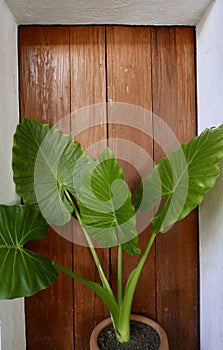 Leafy green tropical plant