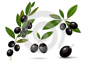 Leafy green twigs with healthy ripe black olives