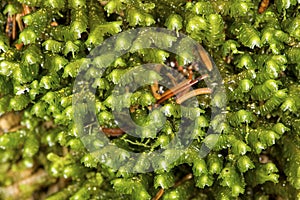 Leafy liverwort plants on Mt. Kearsarge in New Hampshire.