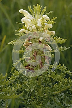 Leafy Lousewort photo