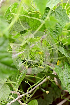 Leafy melothria scabra vine with developing cucamelon fruits