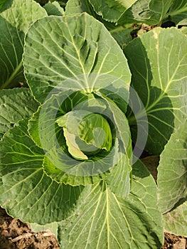 Leafy Ntural Background