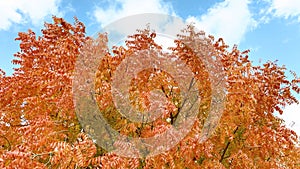 leafy orange tree top against sky