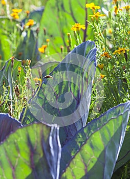 Leafy plants in country garden