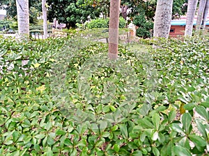 Leafy plants of the Terminalia ivorensis type which grow thickly are suitable for shelter