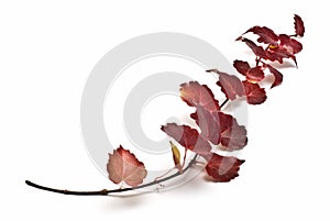 Leafy red Ivy branch