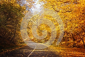 Leafy road in yellow autumn forest