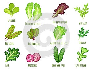 Leafy salad green. Green leaf lettuce, fresh spinach and kale. Planted vegetables leaves, healthy food cartoon vector
