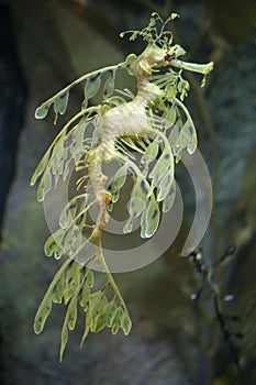 Leafy Sea Dragon